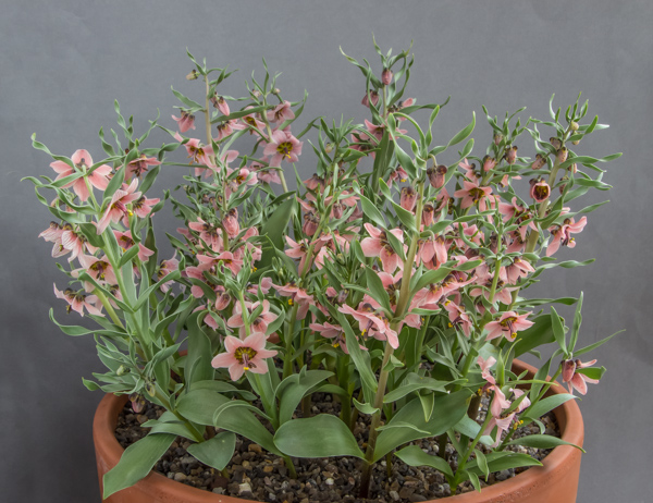 Fritillaria gibbosa